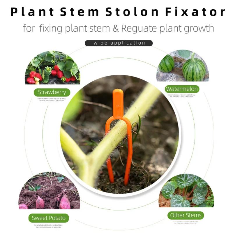 50/100/150/200 PCS Plant Stem Fixator, Garden Strawberry Planting Fork, Watermelon Fixing Fixture, Clamp, Plant Bracket