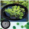 Floating Plant Corral Guard 24" Fish Netting Barrier Pond Planter Protector 18" 31" Ring Mesh for Garden Ponds Aquatic