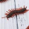 10Pcs/set Centipede Simulation Cockroach Model Simulation Fake Rubber Cockroach  Tricky Props