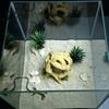 Safe Aquarium Ornament Hideout Tree Ball, 3D Printed Natural Look Root Reptile Hideout, Gecko Habitat Accessory Fish Cave, Decorative Shelter
