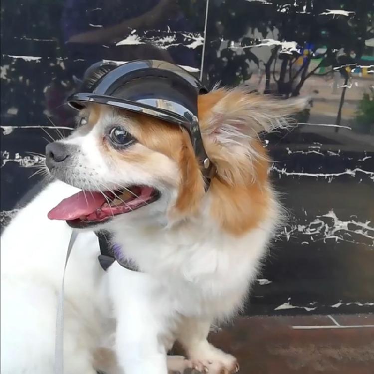 Motorcycle Dog Helmet Cover Pet helmet Dog Helmet with Ear Hole Puppy Helmet