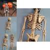 Human Skeleton Scary Skull Haunted House Halloween Prop Party Decor Atmosphere
