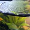 5PCS Aquarium Floating Plant Rings Fish Feeding Rings Floating Grass Blocking Rings for Fish Tank Aquarium Pond Accessories