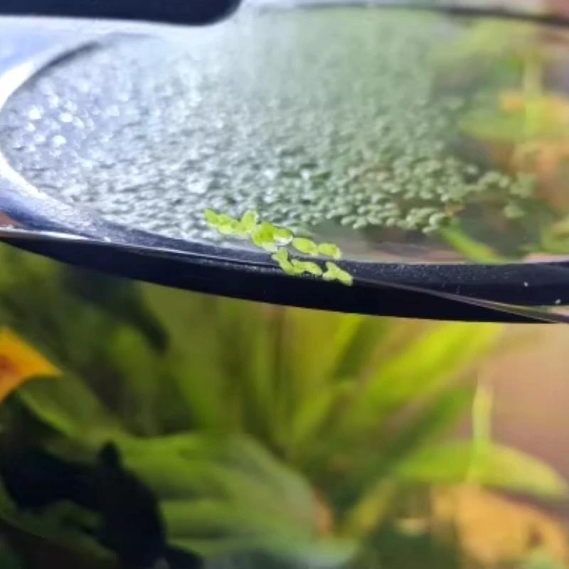 5PCS Aquarium Floating Plant Rings Fish Feeding Rings Floating Grass Blocking Rings for Fish Tank Aquarium Pond Accessories