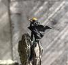 Youxia Swordsman Statue For Car Bedroom Decoration Chinese Swordsman-Hero Figurine Statue For Office Study Room Decor Home Decor