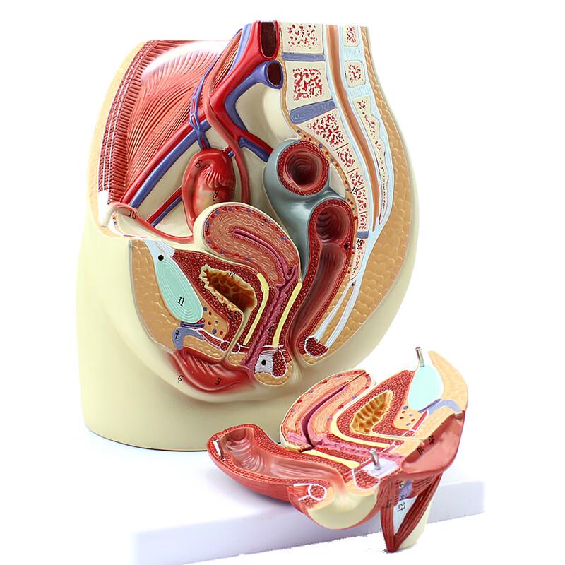 

ENOVO Medical Human Brain, Heart & Female Reproductive System Anatomy Model