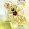 Lipstick BIOAOUA Moisturizing and Anti Drying Vitamin E Honey Lipstick