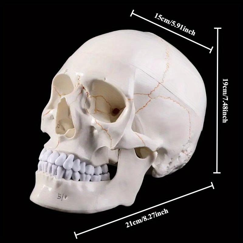 1pcs Medical Props Model Life Size Human Skull Model Anatomical Anatomy Medical Teaching Skeleton Head Studying Teaching Supplies