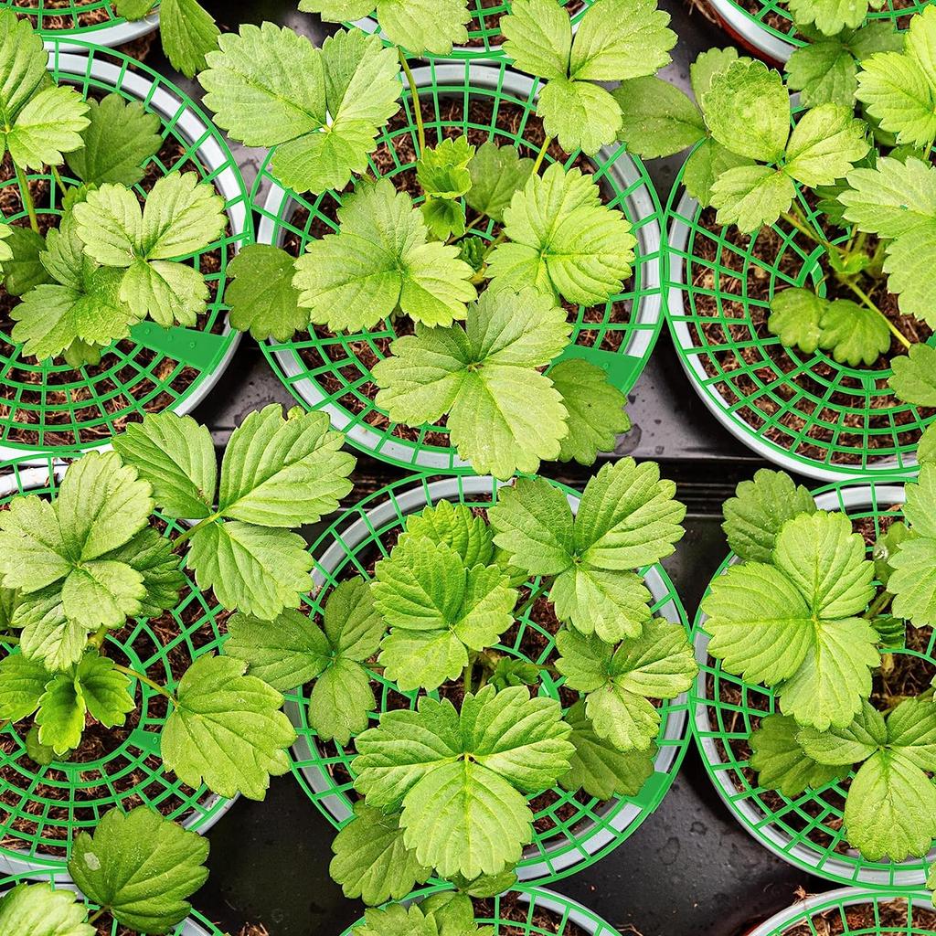Support pour fraises, lot de 10 supports amovibles et réutilisables pour fraises, supports de culture de fraises pour garder les fraises du jardin propres Support pour fraises, lot de 10 supports amovibles et réutilisables pour fraises, supports de culture de fraises pour garder les fraises du jardin propres