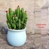 Ten Thousand Layer Mountain Money-Attracting Succulent Cactus Tree for Indoor and Office Decor