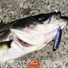 Lucky Craft Wonder 80 Namisu Collaboration Color LUCKY CRAFT ESG Saltwater Sinking Sea Black and Flounder Fishing Lure Nami - Lure, Pencil, Bass,