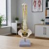 Spine Model with Spinal Nerves Medical Sacrum Educational for Chiropractors,