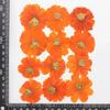 120pcs Dried Pressed Flower Cosmos Sulphureus Cav. For Epoxy Resin Pendant Necklace Jewelry Making Craft DIY Accessories