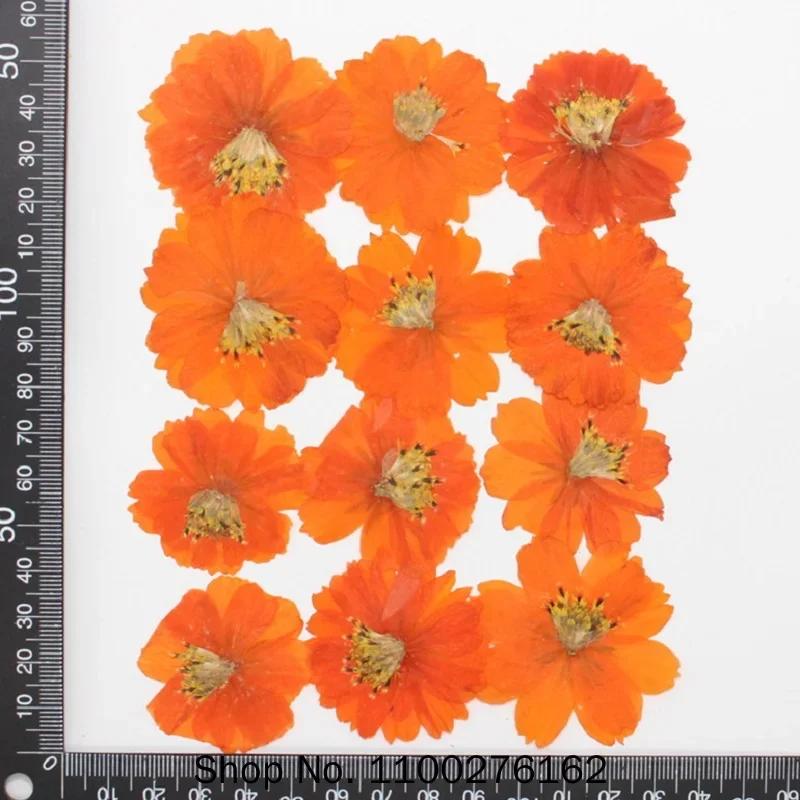 120pcs Dried Pressed Flower Cosmos Sulphureus Cav. For Epoxy Resin Pendant Necklace Jewelry Making Craft DIY Accessories
