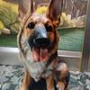German Shepherd puppy figure