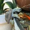Garden Turtle Resin Statue With Realistic Design And Vibrant Colors Weather Resistant Outdoor Ornament For Patio