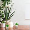 Les Trésors De Lily [A2073] - Bamboo Plant Pot 'He Who Rubs It, Gets Pricked! ' Black Beige - 7x6 Cm