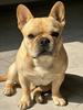 Sweet French Bulldog Chain For Women Men Stainless Steel Silver Color Animal Puppy Pug Dog Lovely Pendant Necklace Jewelry