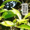 Xigui Puerh Rohtee Yunnan Authentischer Pu'er Teekuchen Alter Baum Hochwertiger Tee 357G