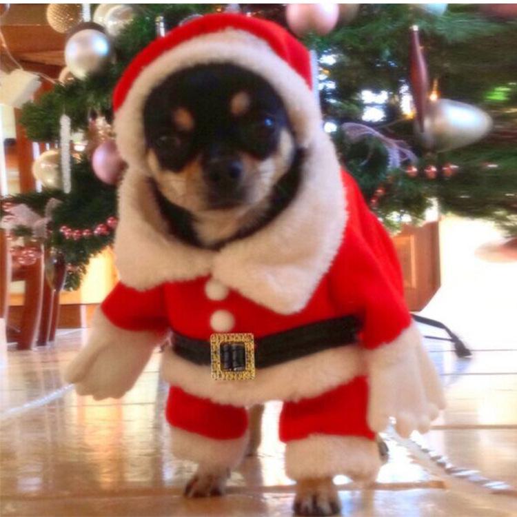 3D Pet Christmas Set: Hat & Costume for Cats and Small Dogs