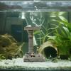 Statue As Aquarium Decoration, Decorative And Creative Landscaping, Resin Sculpture for Aquariums