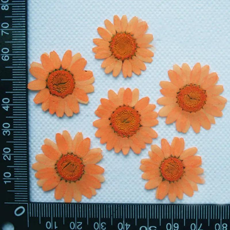 Pressed Flowers for Home Decoration, White Chrysanthemum, Bulk Packing, 1000PCs