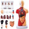 11 Inch Human Body Model for Anatomy, 15 Pcs Removable Human Torso Anatomical Model with Heart Head Skull Brain Skeleton, Digestive System Model for