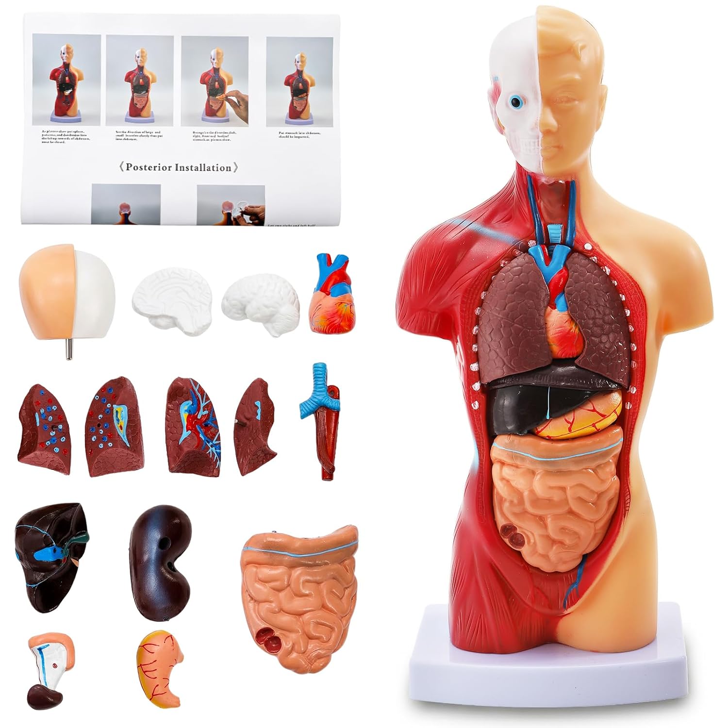 11 inch Human Body Model for Anatomy, 15 Pcs Removable Human Torso Anatomical Model with Heart Head Skull Brain Skeleton, Digestive System Model for Human body model