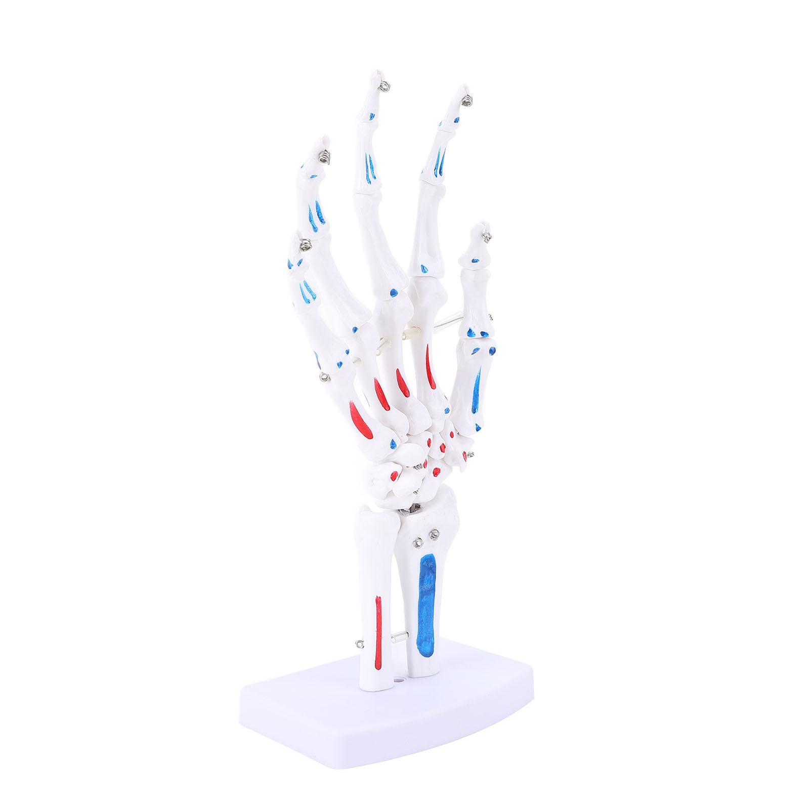 

Модель кисти скелета на подставке 1:1 Натуральный размер Сгибаемый Сустав Мышечный Цветной ПВХ Кость Пальца Человека