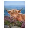 Alex Hyde Highland Cow Print
