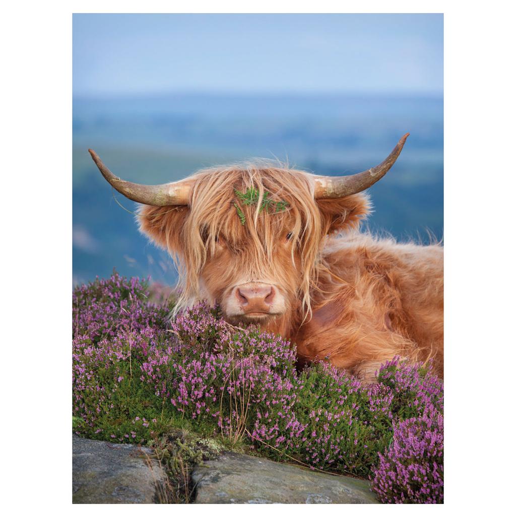 Alex Hyde Highland Cow Print