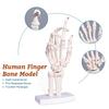 Medical Hand Skeleton Joint Model Human Finger Hand Bone Statues Anatomical Skeleton Figurine House Decoration Desk Accessories