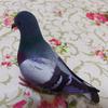 1PC Artificial Feather Bird Simulation Foam Pigeon Model Fake Animal Home Garden Ornament Miniature Decoration Home Decoration