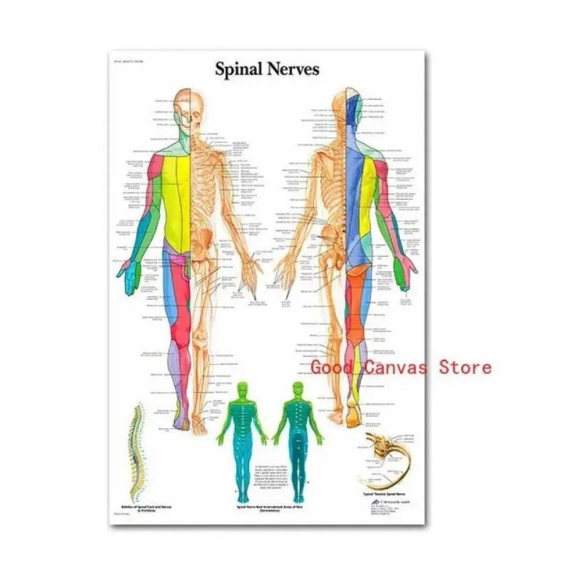 Muscular System Posters Anatomy Chart Human Body Canvas Painting Print Wall Art School Medical Educational Supplies