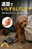 Sunny Glow Dog Chewable Plush Sneaker Stress Indoor Suitable for Small Gift Toy, Shape, Squeaky, Rope, Relief, Play, Dogs,