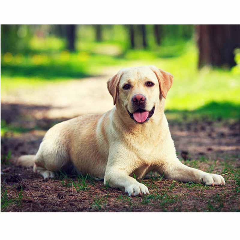 Dog DIY 5D Diamond Painting Dog Full Round Rhinestones Animal Diamond Embroidery Cross Stitch Kit Handmade Gift Home Decor