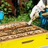Comfortable Hives Scraper for Honeys Harvesting Stainless Steel Beekeeping Tool for Beekeepers and Agricultural Workers