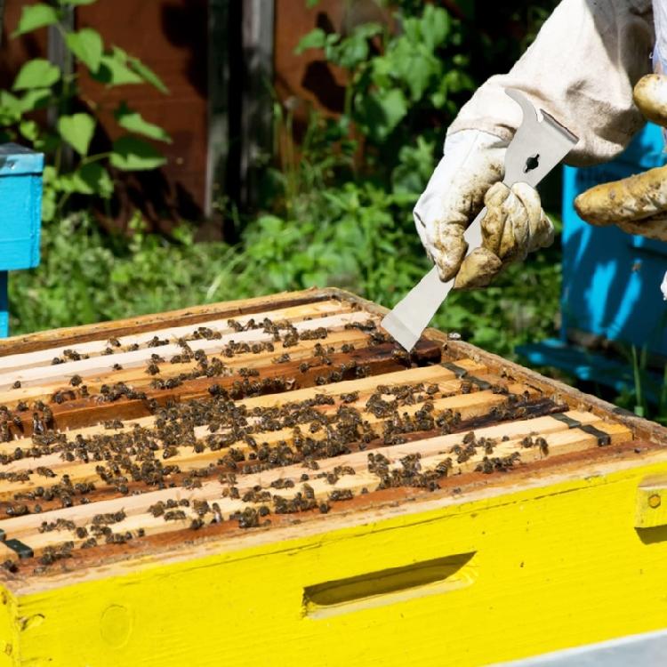 Comfortable Hives Scraper for Honeys Harvesting Stainless Steel Beekeeping Tool for Beekeepers and Agricultural Workers