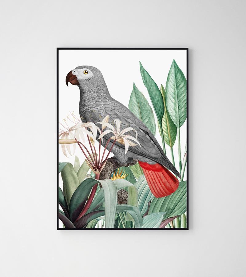 Poster Grey Parrot Plants