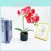 Simulated Phalaenopsis Potted Artificial Flower Desktop Ornament Decoration