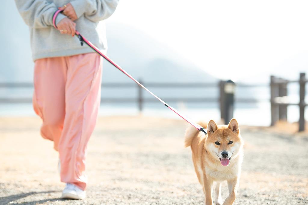 EZYDOG (Authorized Distributor) Soft Trainer Dog Leash, 120cm, Gray