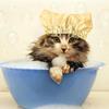 Pet Shower Ear Protection Waterproof Bath Hat for Cats and Dogs Pet Supplies