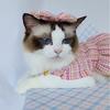 Breathable Pet Princess Dress Soft Cat Skirt Pet Apparel Pet Clothes  for Kittens Puppy