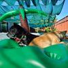 Dog Pool Floats Set, Dog Float Raft with Collapsible Dog Bowl, Non-Toxic Floating Dog Water Toys for Small Dog, Puppy and Doggies, Coconut Tree