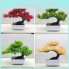 Scotch Changpai Simulated Pine Thuja Sutchuenensis Artificial Green Plant Bonsai