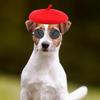 Zestaw Beret i Okulary dla Zwierząt na Halloween Cosplay Imprezę Modne Akcesoria Kostiumowe dla Kotów i Psów Wygodne