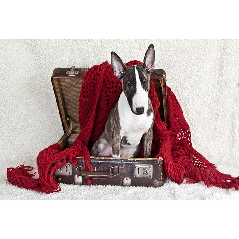 5D DIY Diamond Painting Animal Dog Full Round Diamond Embroidery Rhinestone Picture Mosaic 40x50cm Home Decor Gift