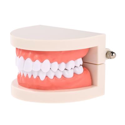 Modello didattico per denti dentali per bambini Denti per adulti Gengive Strumento dimostrativo standard per bambini che studiano