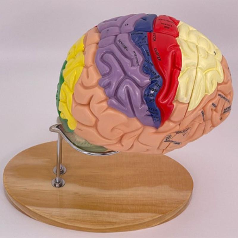 Modelo de Anatomía Cerebral Muestra el Tronco Encefálico y Otras Partes del Cerebro Humano
