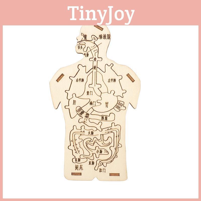 Children's Educational Diy Wooden Human Digestive System Anatomy Puzzle Science Experiment Kit Customizable